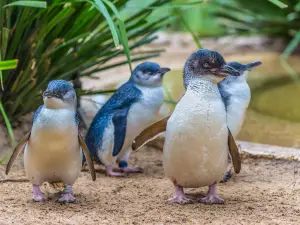 Weymouth SEA LIFE Adventure Park