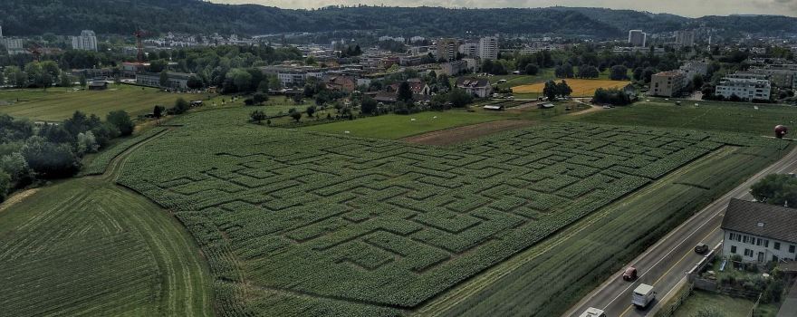 Maislabyrinth Wettingen