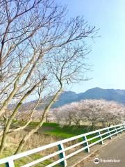 Sakura Trees along Nagare River