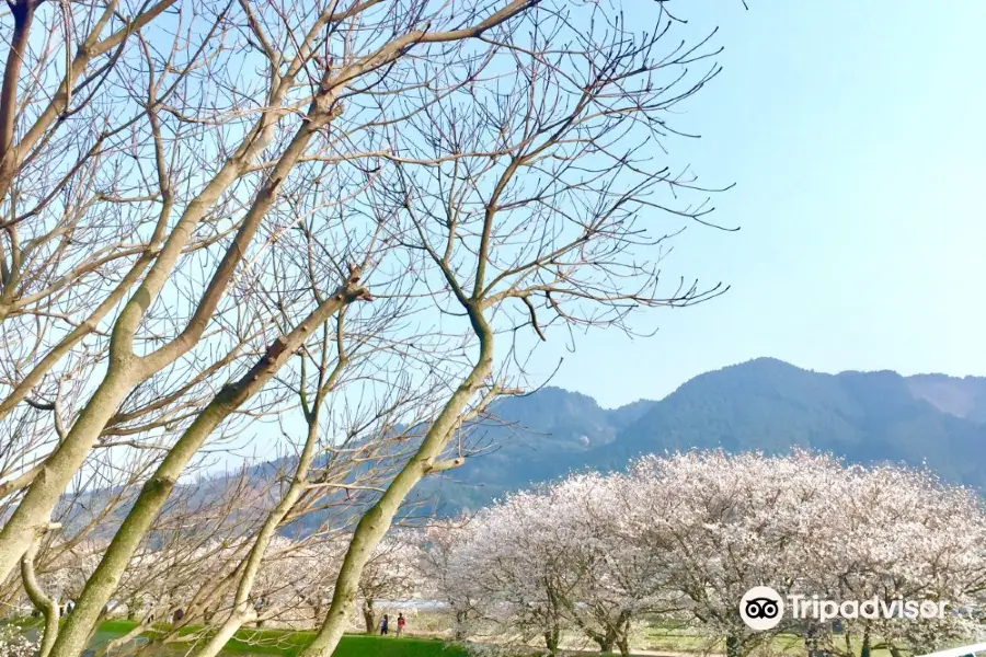 Sakura Trees along Nagare River