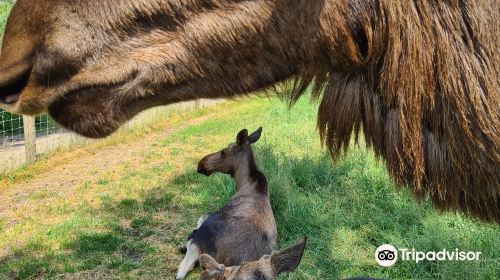 Elinge Elk Park