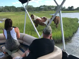 Up the bay pony tours llc