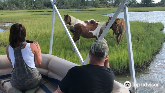 Up the bay Pony Tours