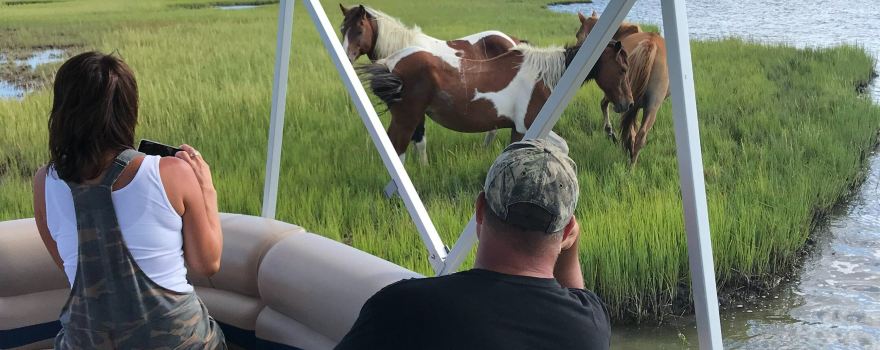 Up the bay pony tours llc