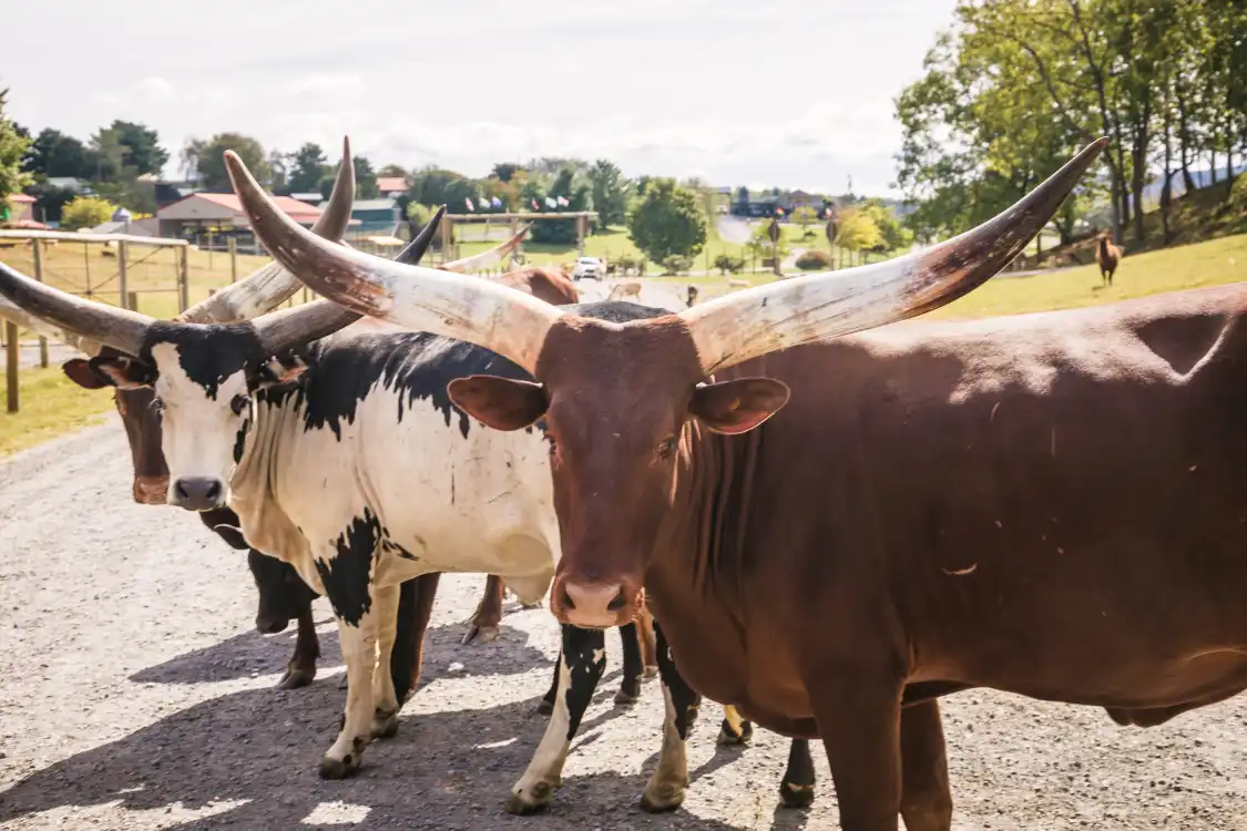 Hotels in der Nähe von Virginia Safari Park