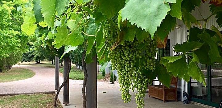 The Olive Nest & 1838 Wines
