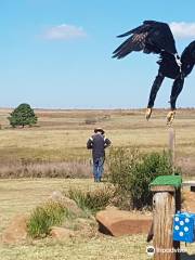 Dullstroom Bird of Prey & Rehabilitation Centre