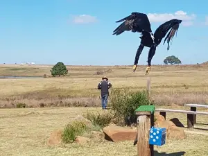 Dullstroom Bird Of Prey & Rehabilitation Centre