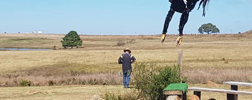 Dullstroom Bird of Prey & Rehabilitation Centre
