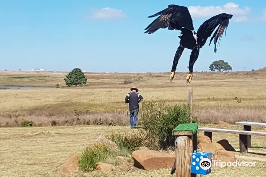 Dullstroom Bird of Prey & Rehabilitation Centre