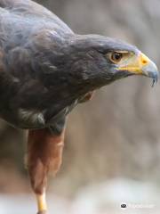 Sokolarski Raptor Centre