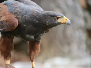 Falconry center