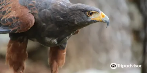 Sokolarski Raptor Centre