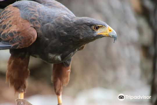Falconry center