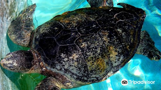 海洋博公園 ウミガメ館