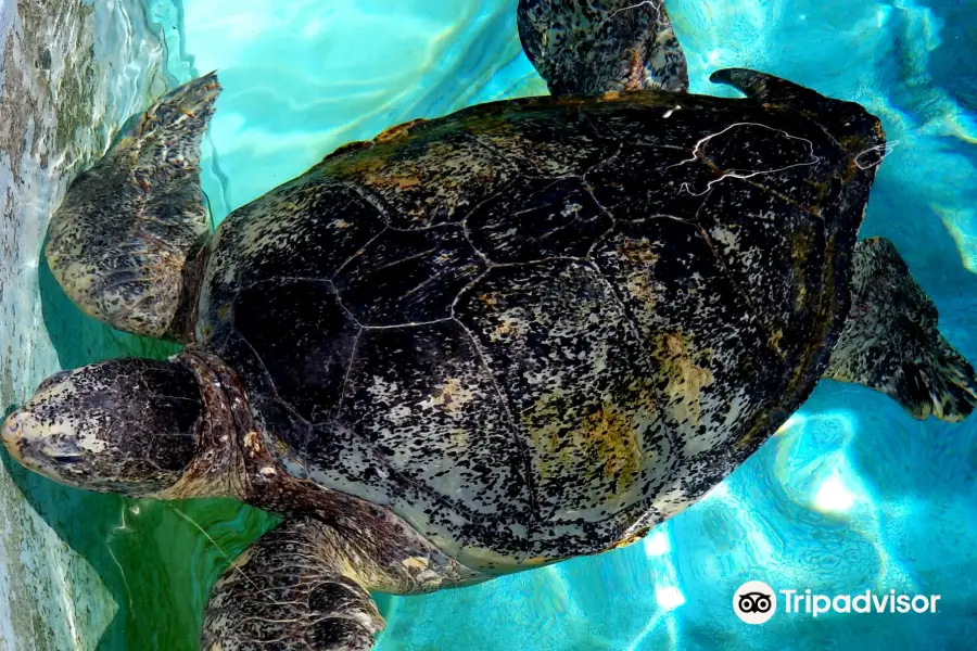 Sea Turtles Pool