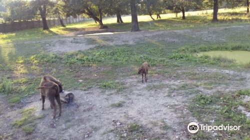 Topolcianky Bison Park