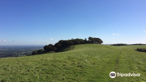 Chanctonbury Ring