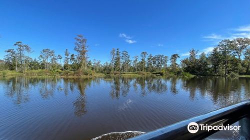 Jean Lafitte Swamp Tour