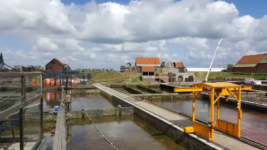 Yerseke