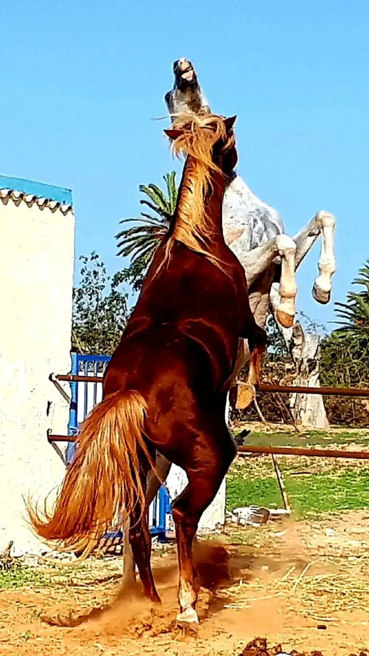 Hotels near Ranch Adada Djerba