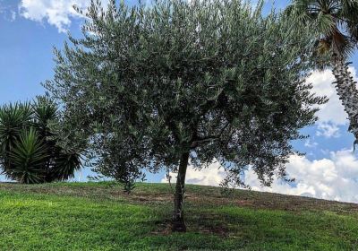 Parco Pubblico Dr. Giacomo Negro