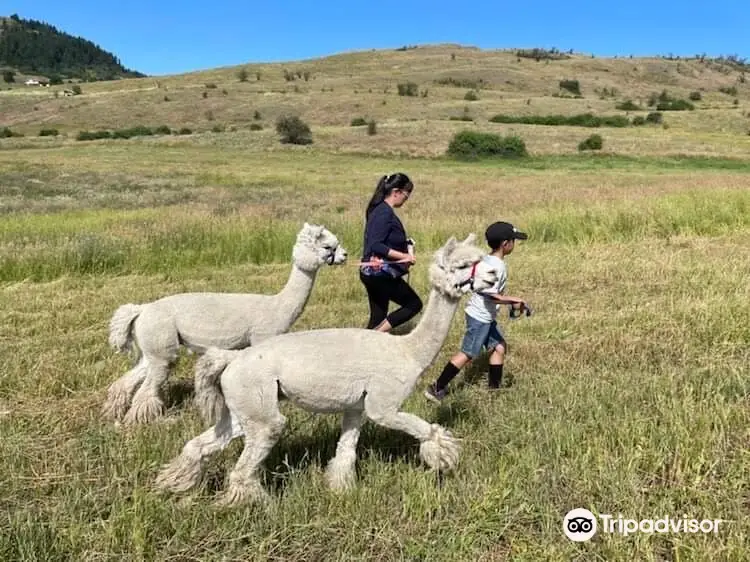 Camelot Haven Alpacas