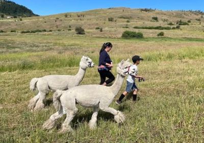 Camelot Haven Alpacas