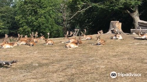 Marselisborg Deer Park