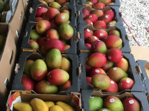 Coconut Grove Farmer's Market