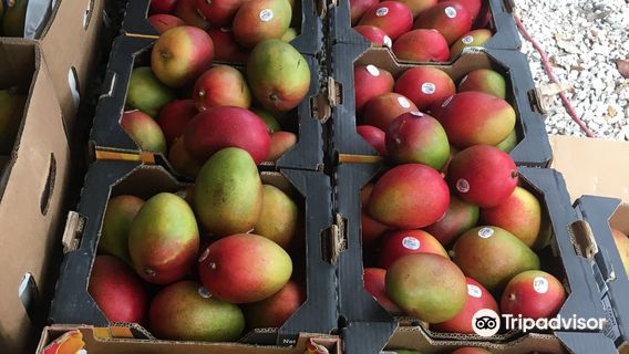 Coconut Grove Farmer's Market