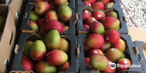 椰林大道購物區