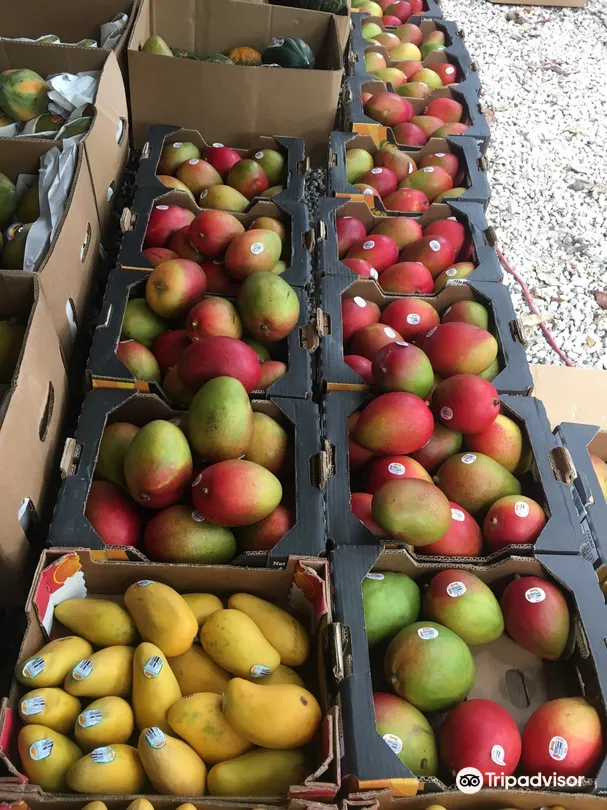 3_Coconut Grove Farmer's Market