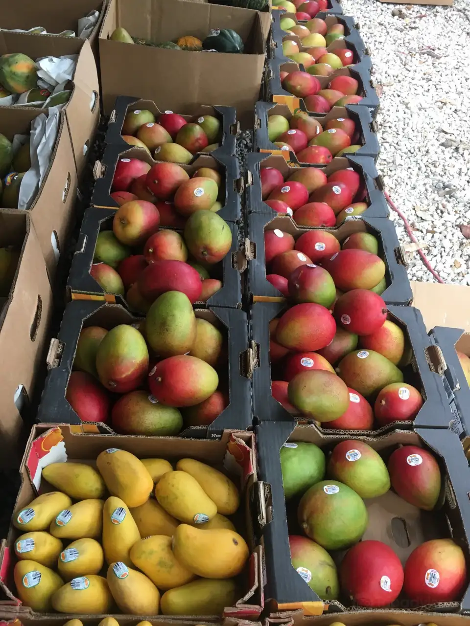 5_Coconut Grove Farmer's Market