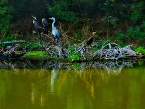 LIPU Massaciuccoli