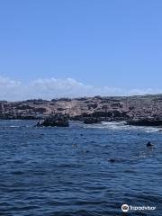 Scuba Divers Uruguay