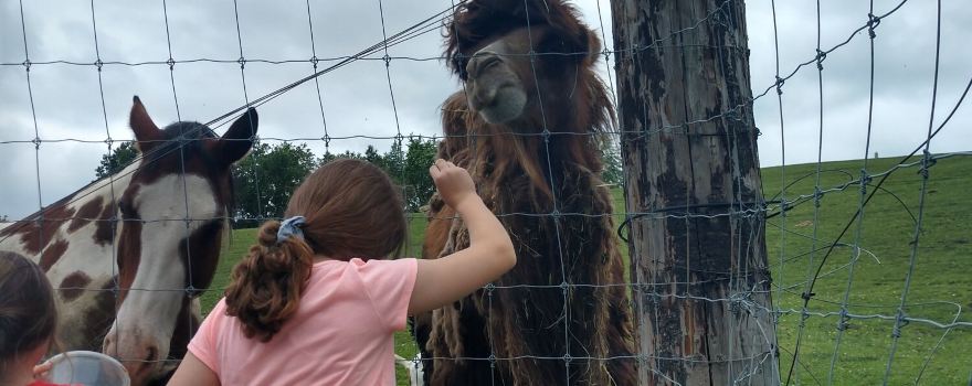 Critter Country Animal Farm