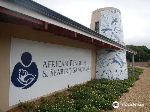 African Penguin and Seabird Sanctuary - Gansbaai