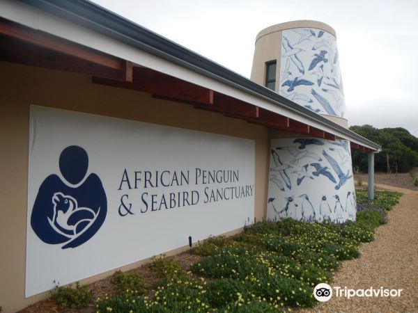 African Penguin and Seabird Sanctuary - Gansbaai
