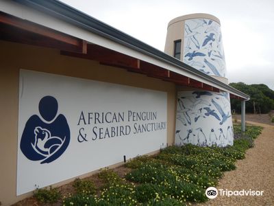 African Penguin and Seabird Sanctuary - Gansbaai