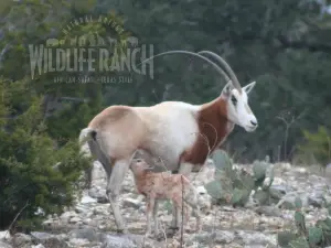 Natural Bridge Wildlife Ranch