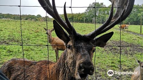 South West Deer Rescue