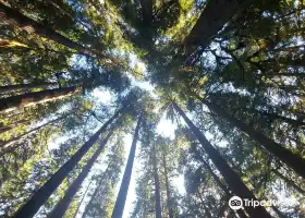 Olympic National Forest