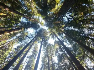 奧林匹克國家森林公園