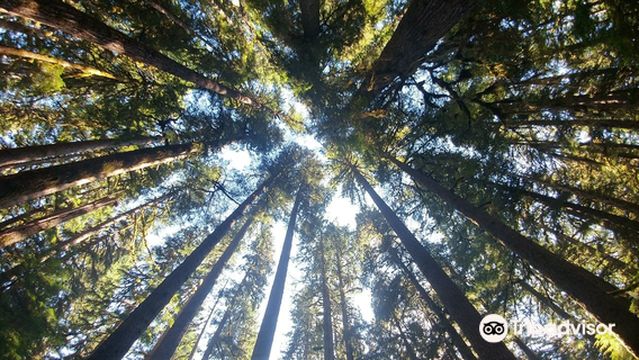 Olympic National Forest