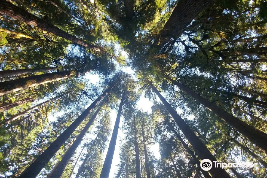 Olympic National Forest