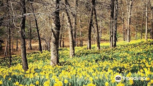 Mrs. Lee's Daffodil Garden