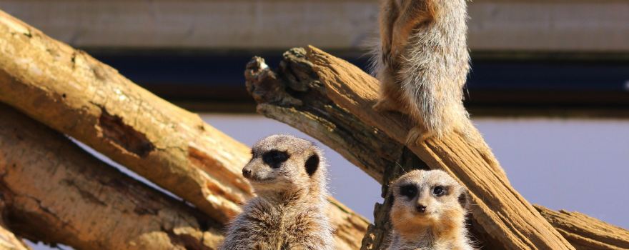 Jimmy's Farm & Wildlife Park