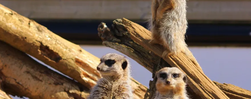 Jimmy's Farm & Wildlife Park