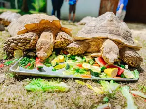 Noah's Lost Ark Animal Sanctuary
